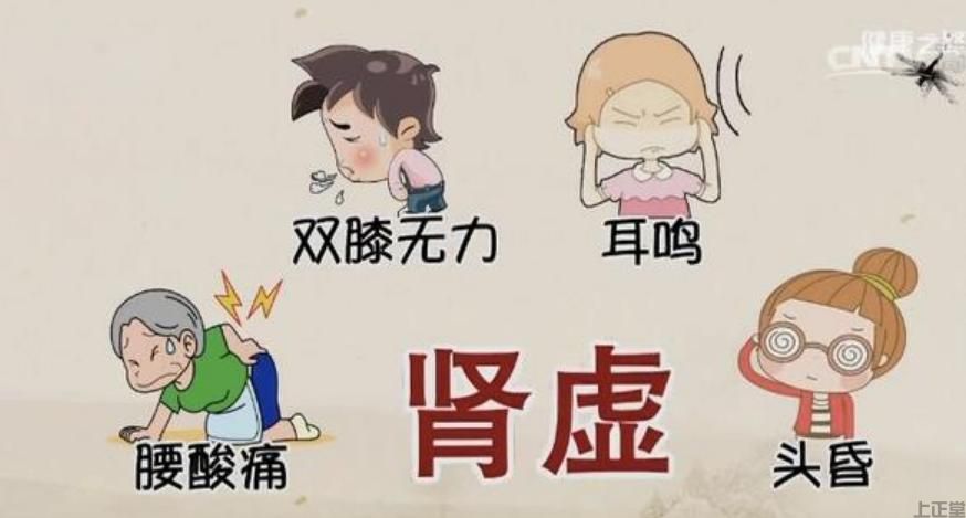 肾虚气虚中医要调理多久